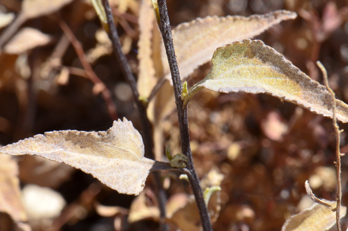 Triangle-leaf Bursage has greenish-gray leaves above and whitish below (tomentosa). New leaves have very small whitish hairs; leaf margins are toothed. This species drops its leaves in extreme heat (drought deciduous).Ambrosia deltoidea